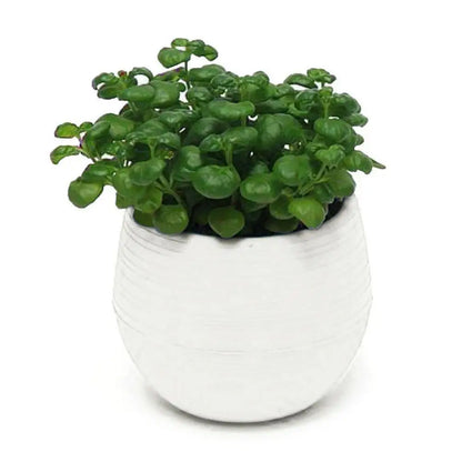 Mini Resin Succulent Pot – 2-Layer Drain Hole Planter for Desk & Garden Decor
