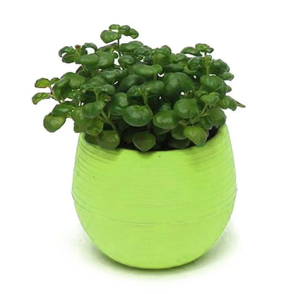 Mini Resin Succulent Pot – 2-Layer Drain Hole Planter for Desk & Garden Decor