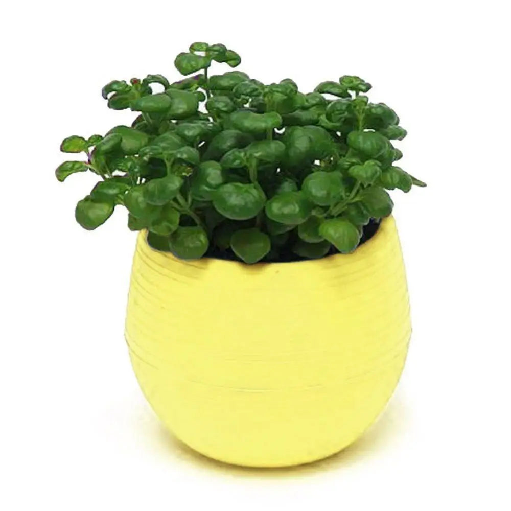 Mini Resin Succulent Pot – 2-Layer Drain Hole Planter for Desk & Garden Decor