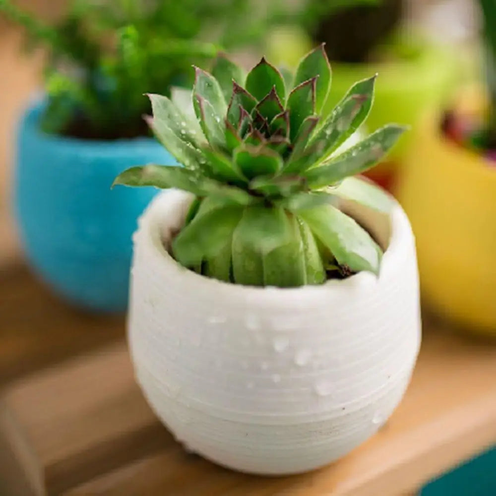 Mini Resin Succulent Pot – 2-Layer Drain Hole Planter for Desk & Garden Decor