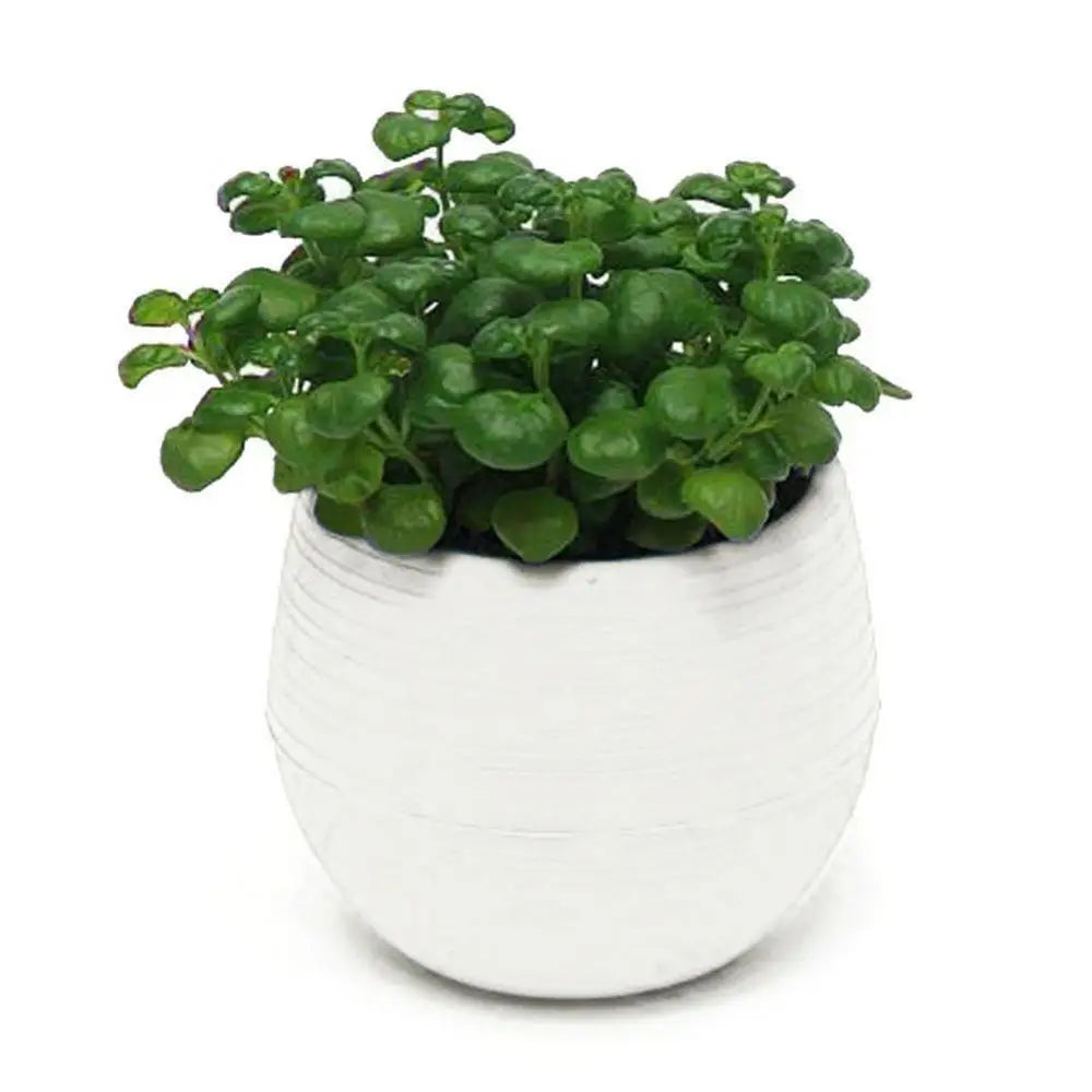 Mini Resin Succulent Pot – 2-Layer Drain Hole Planter for Desk & Garden Decor